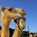 camel_embaba_cai_v_0073_egy0336.jpg